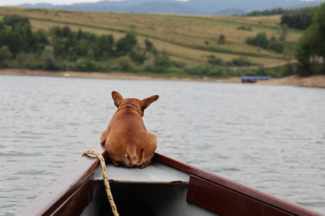 pies na łodzi