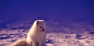 Jak mówią tak w Norwegii?