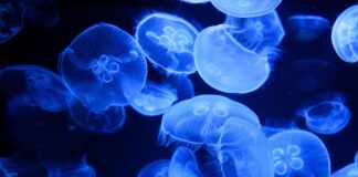 Czy są jakieś niebezpieczne meduzy na plaży w Chorwacji?