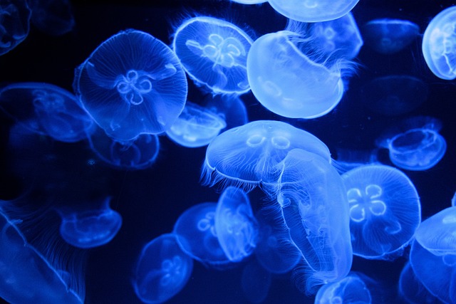 Czy są jakieś niebezpieczne meduzy na plaży w Chorwacji?