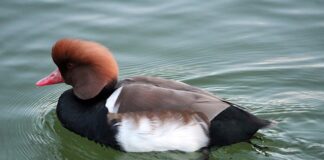 Co to znaczy Pato prohibicja?