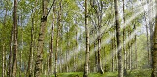 Czy w Chorwacji są kleszcze?