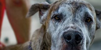 Czy Duńczyk dogada się z Norwegiem?