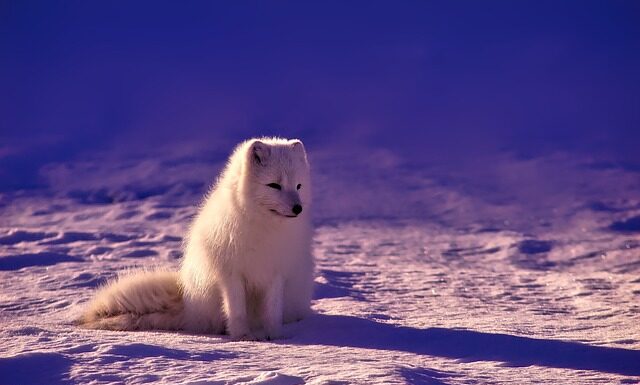 Ile koron na wyjazd do Norwegii?