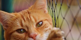 Ile brutto to netto w Danii?