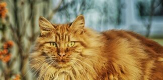 Czy trudno nauczyć się norweskiego?