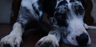 Jakimi ludźmi są Duńczycy?