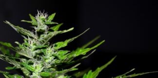 Ile marihuany na własny użytek?