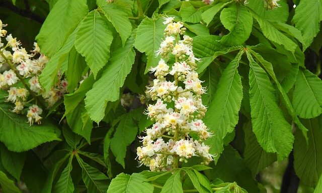 Czy polska matura jest uznawana w Danii?