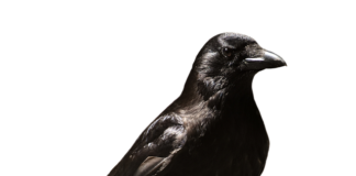 Czy zwolnienie lekarskie w Polsce jest honorowane w Danii?