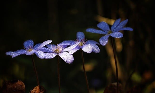 Jak długo trzeba pić żeby uszkodzić wątrobę?
