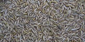 Co jest produkowane w Danii?