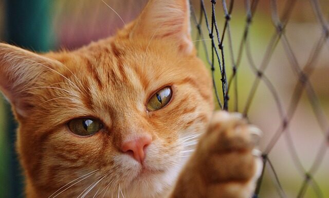 Ile brutto to netto dania?