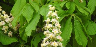 Czy w Dani jest matura?